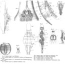 Image of Mniobia magna (Plate 1889)