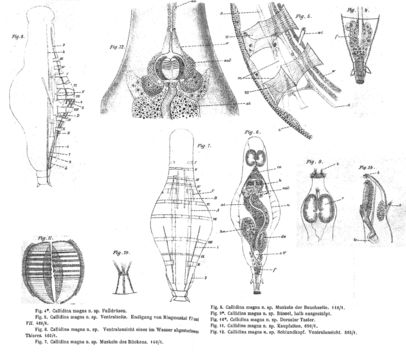 Image of Mniobia magna (Plate 1889)