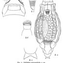 Image of Habrotrocha microcephala (Murray 1906)