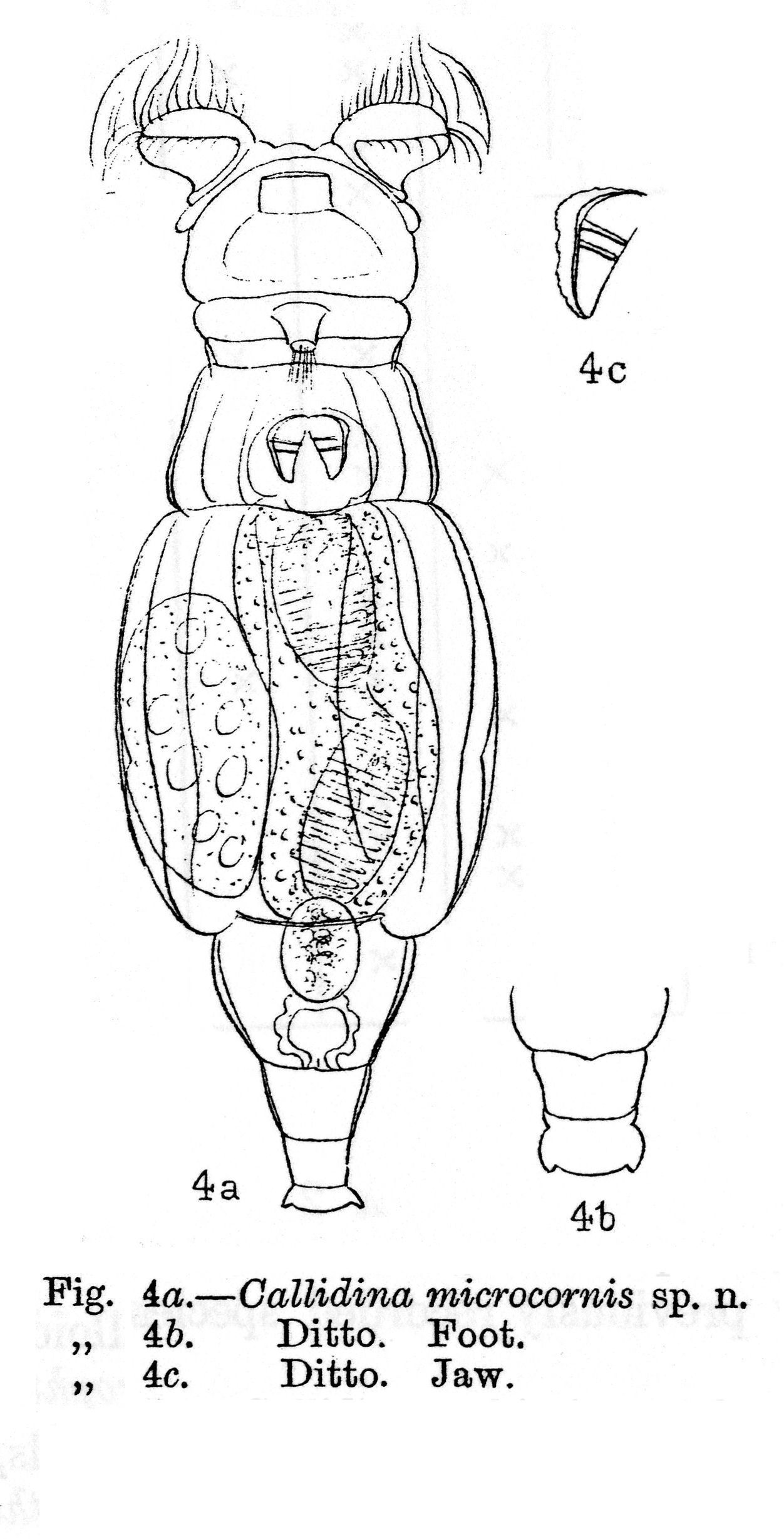 Image of Macrotrachela microcornis (Murray 1911)