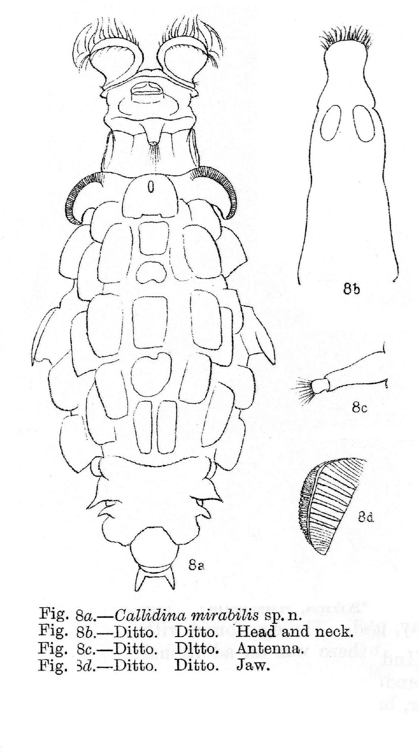 Image of Mniobia mirabilis (Murray 1911)