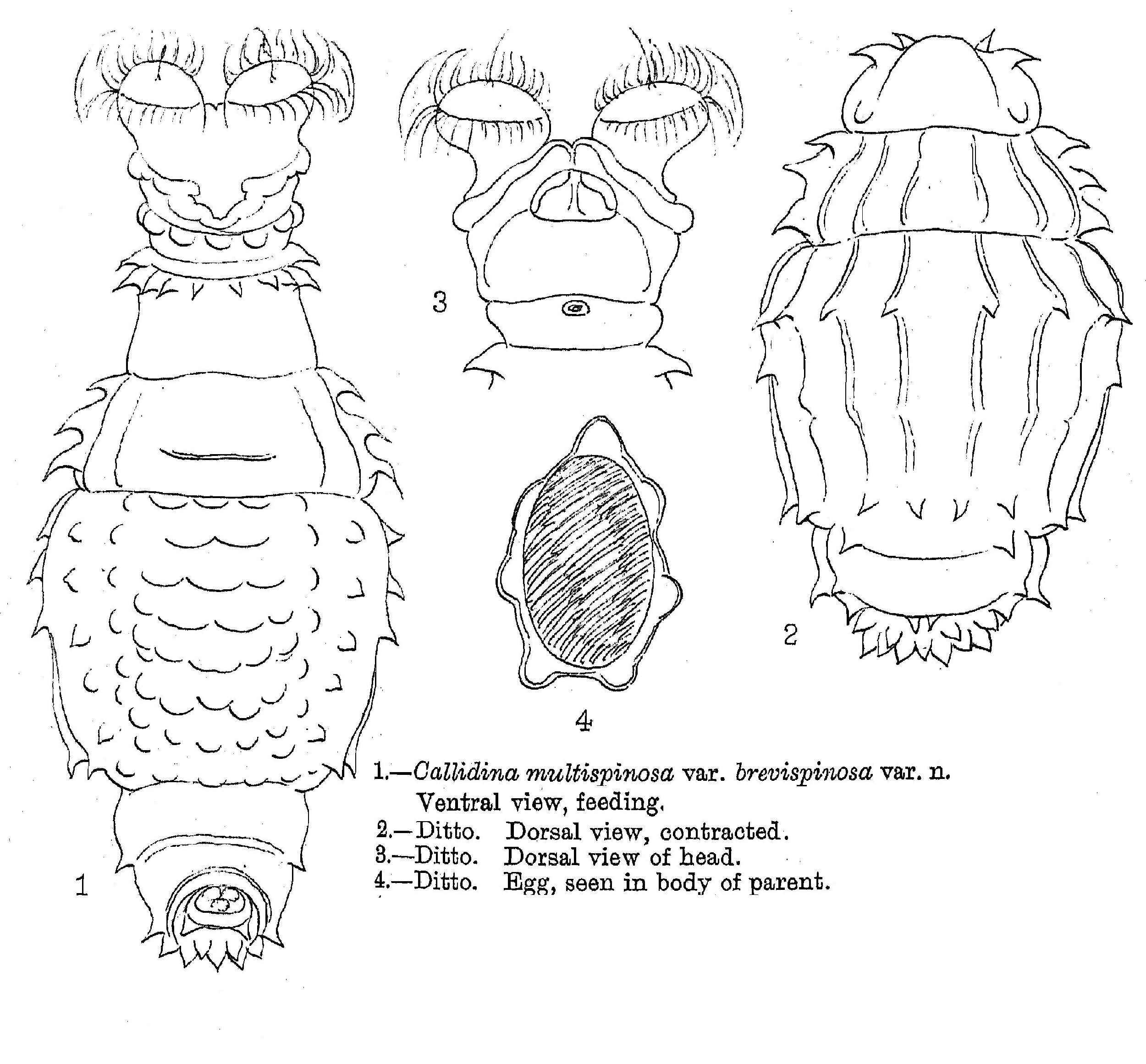 Image of Macrotrachela multispinosa brevispinosa (Murray 1892)