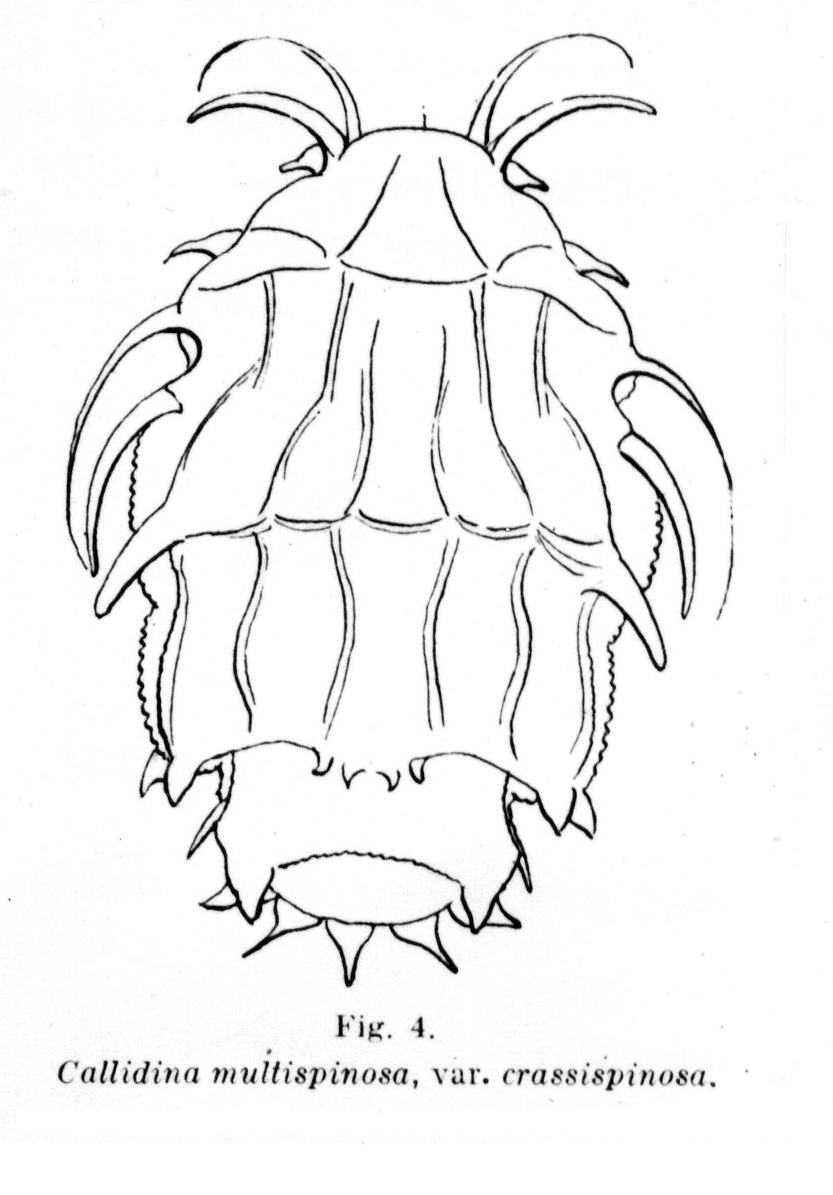 Image of Macrotrachela multispinosa crassispinosa (Murray 1892)