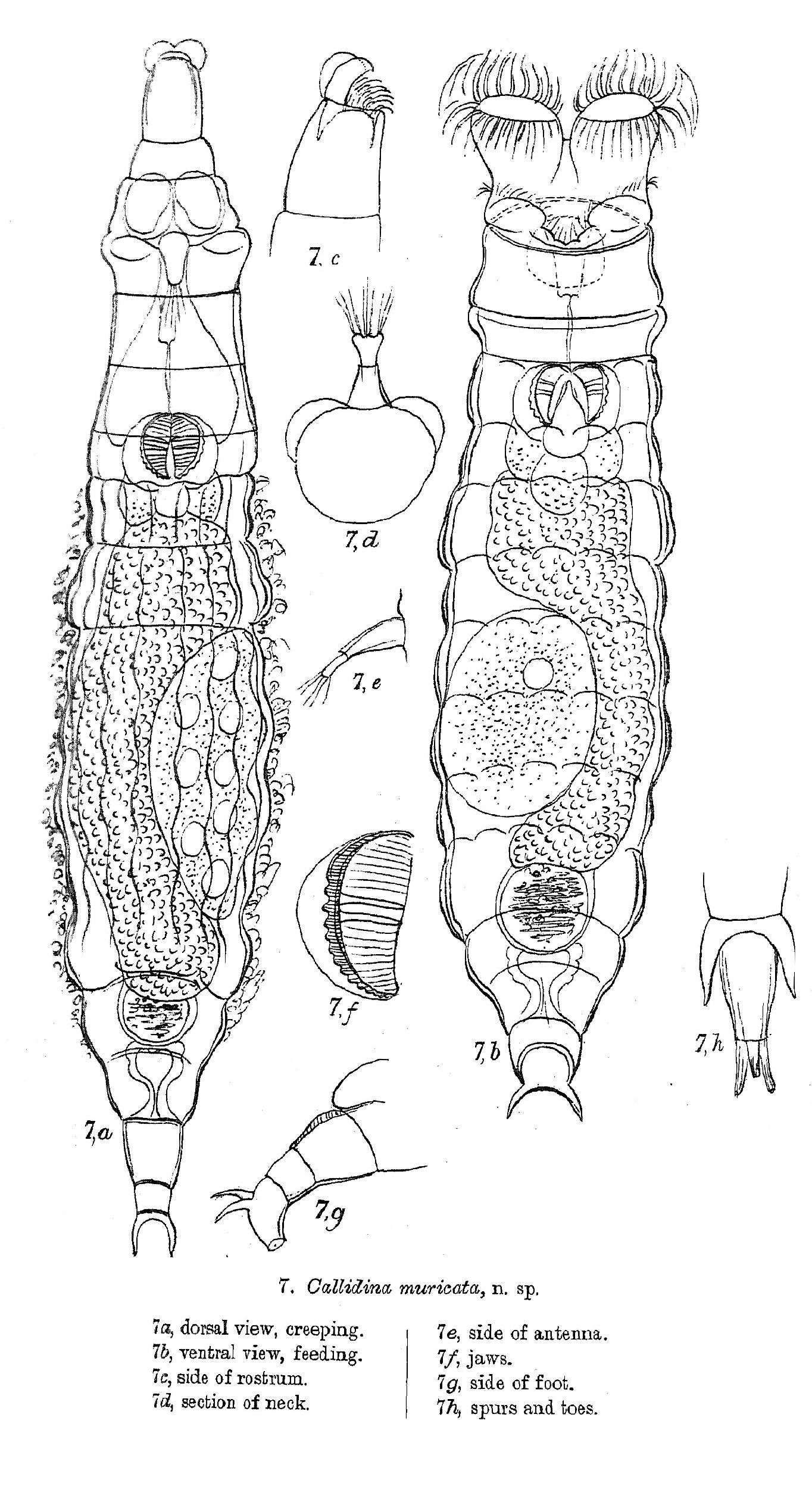 Image of Macrotrachela muricata (Murray 1905)