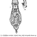 Image of Adineta oculata (Milne 1886)