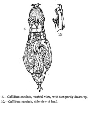 Image of Adineta oculata (Milne 1886)