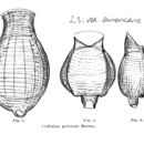 Image of Habrotrocha perforata americana (Murray 1906)