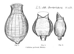 Image of Habrotrocha perforata americana (Murray 1906)