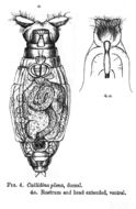 Image of Philodina plena (Bryce 1894)