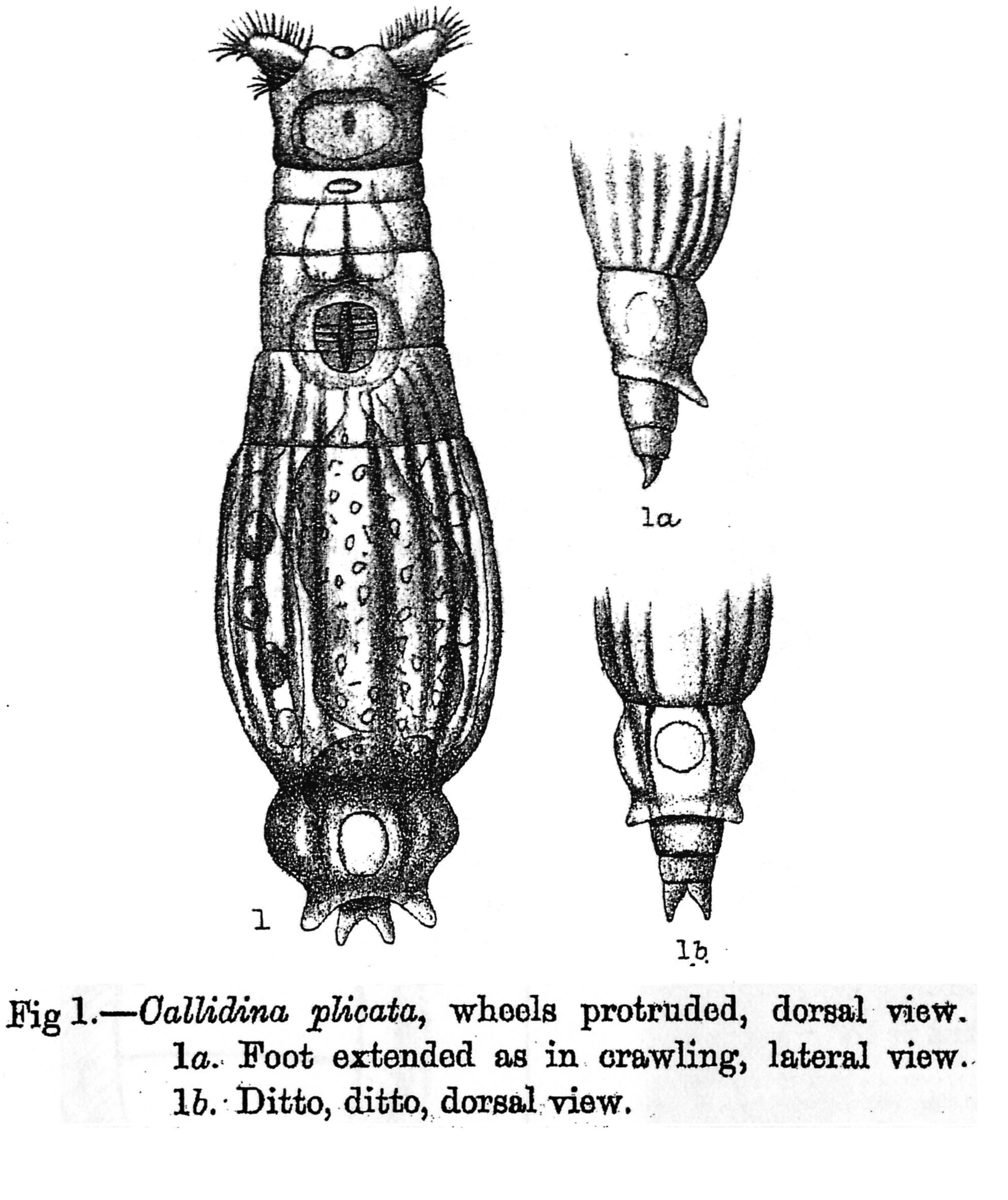Image of Macrotrachela plicata (Bryce 1892)