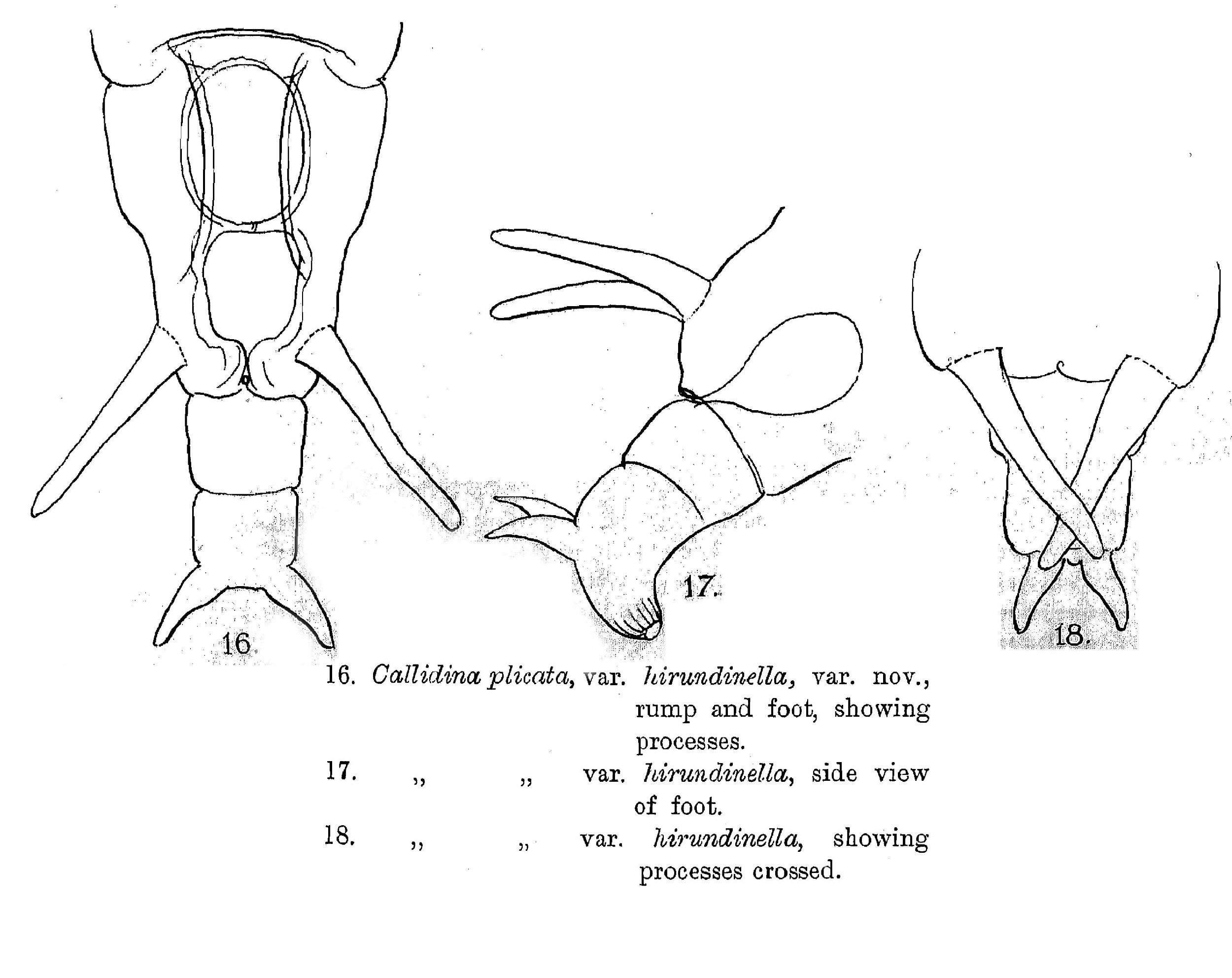 Image of Macrotrachela plicata hirundinella (Murray 1892)