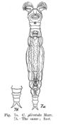 Image of Macrotrachela plicatula (Murray 1911)