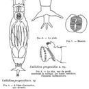 Image of Habrotrocha lata progonidia (Monard 1892)
