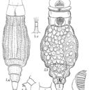 Image of Habrotrocha pulchra (Murray 1905)