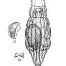 Image of Macrotrachela punctata (Murray 1911)