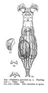 Image of Macrotrachela punctata (Murray 1911)