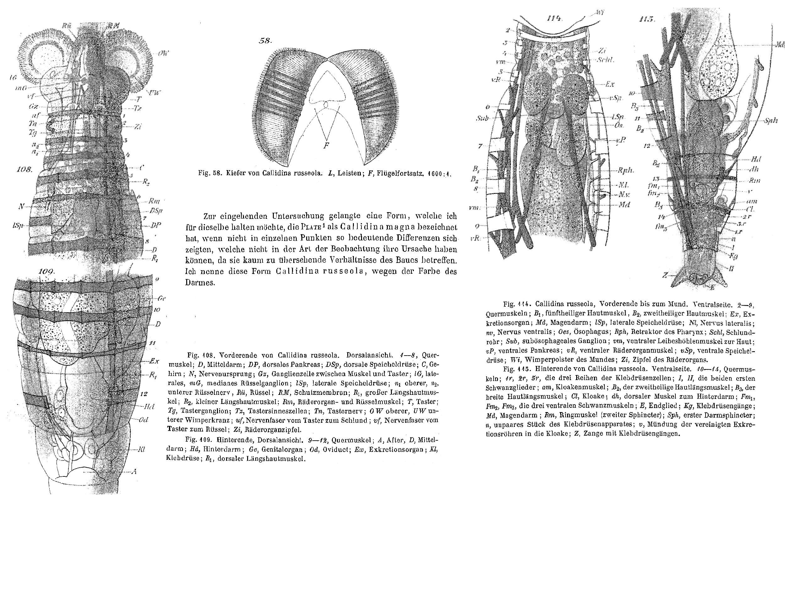 Image of Mniobia russeola (Zelinka 1891)