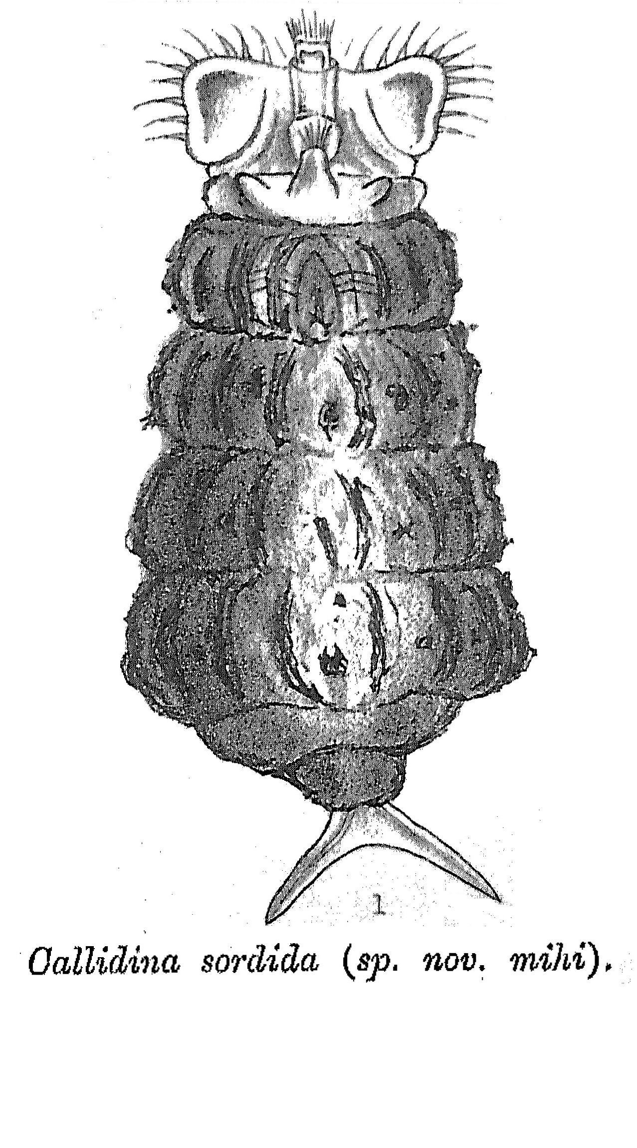 Image of Rotaria sordida (Western 1893)