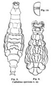 Image of Macrotrachela speciosa (Murray 1907)