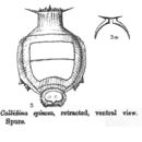 Слика од Dissotrocha spinosa (Bryce 1892)