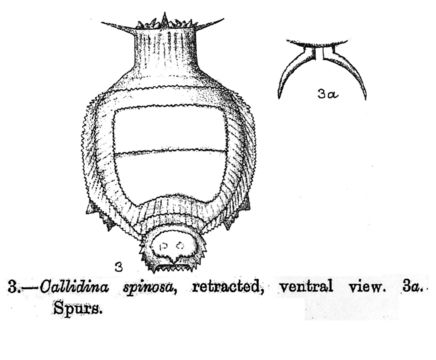 Image of Dissotrocha spinosa (Bryce 1892)