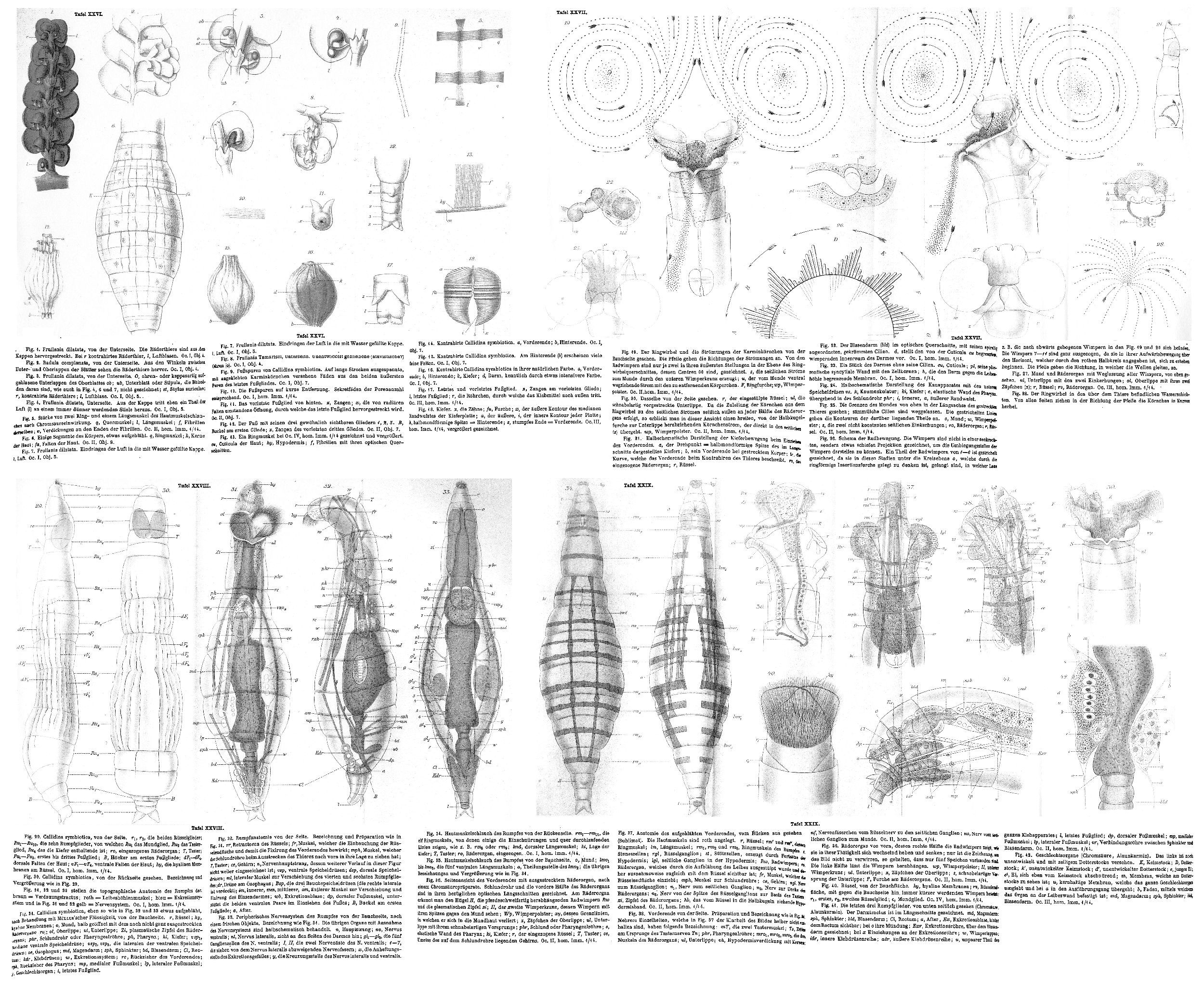 Image of Mniobia symbiotica (Zelinka 1886)