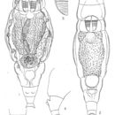Image of Macrotrachela vesicularis (Murray 1906)