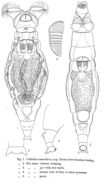 Image of Macrotrachela vesicularis (Murray 1906)