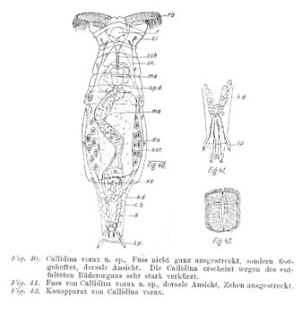 Image of Philodina vorax (Janson 1893)