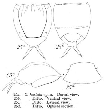 Image of <i>Lecane hastata</i>