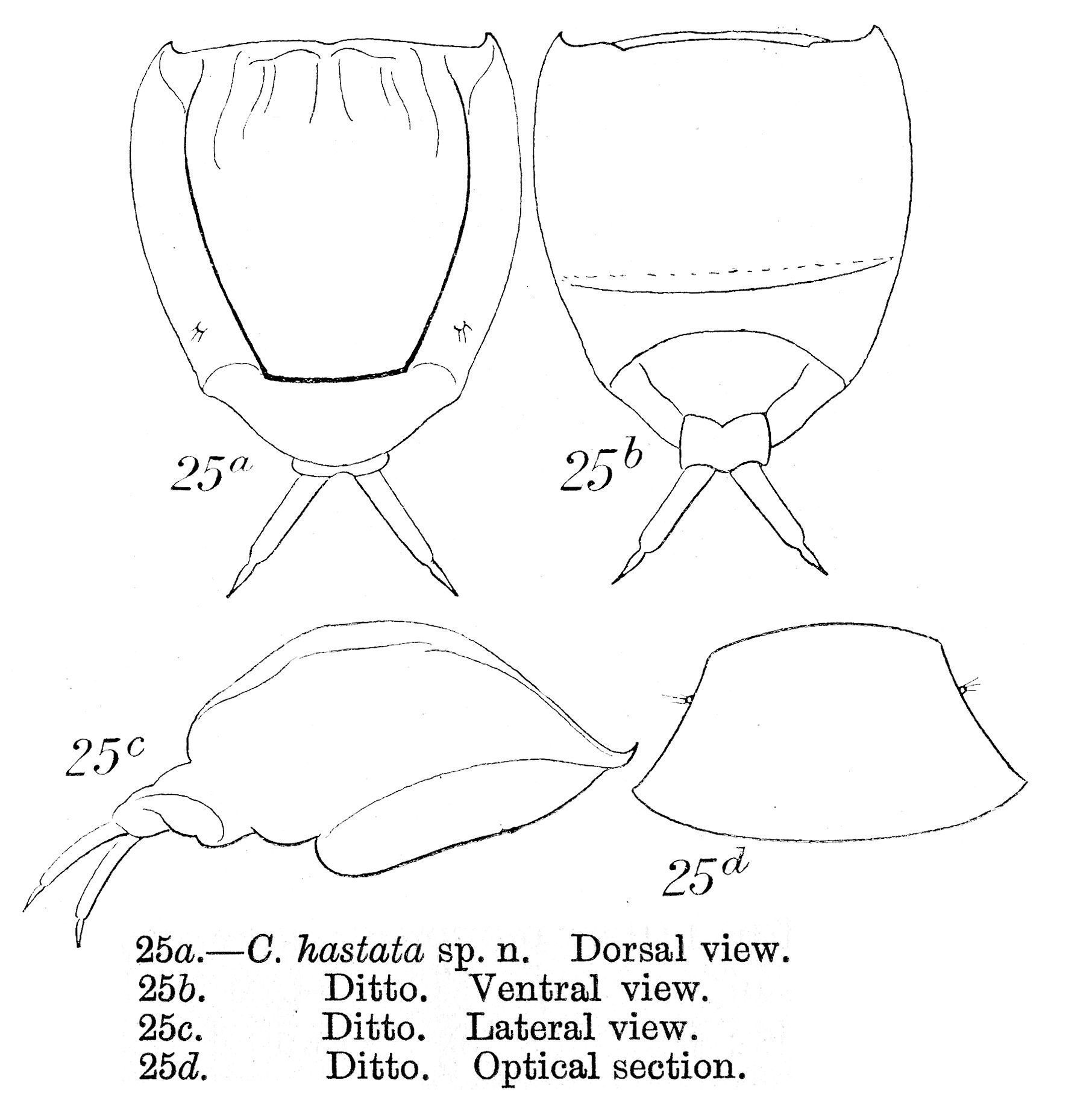 Image of <i>Lecane hastata</i>