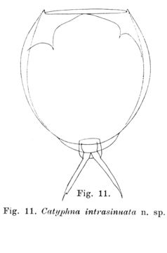 Image of <i>Lecane intrasinuata</i>