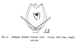 Image of <i>Lecane leontina</i>