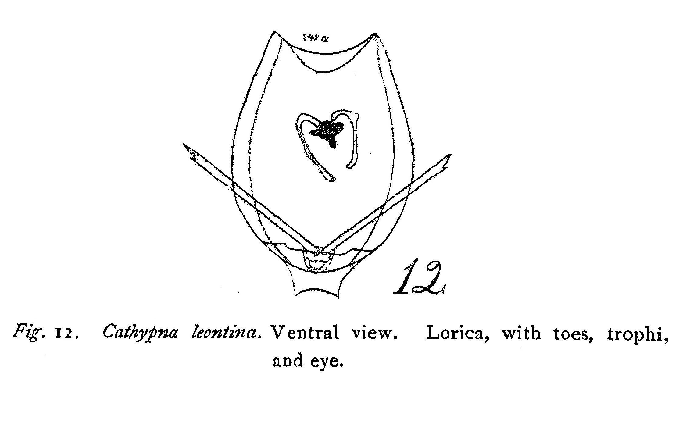 Image of <i>Lecane leontina</i>