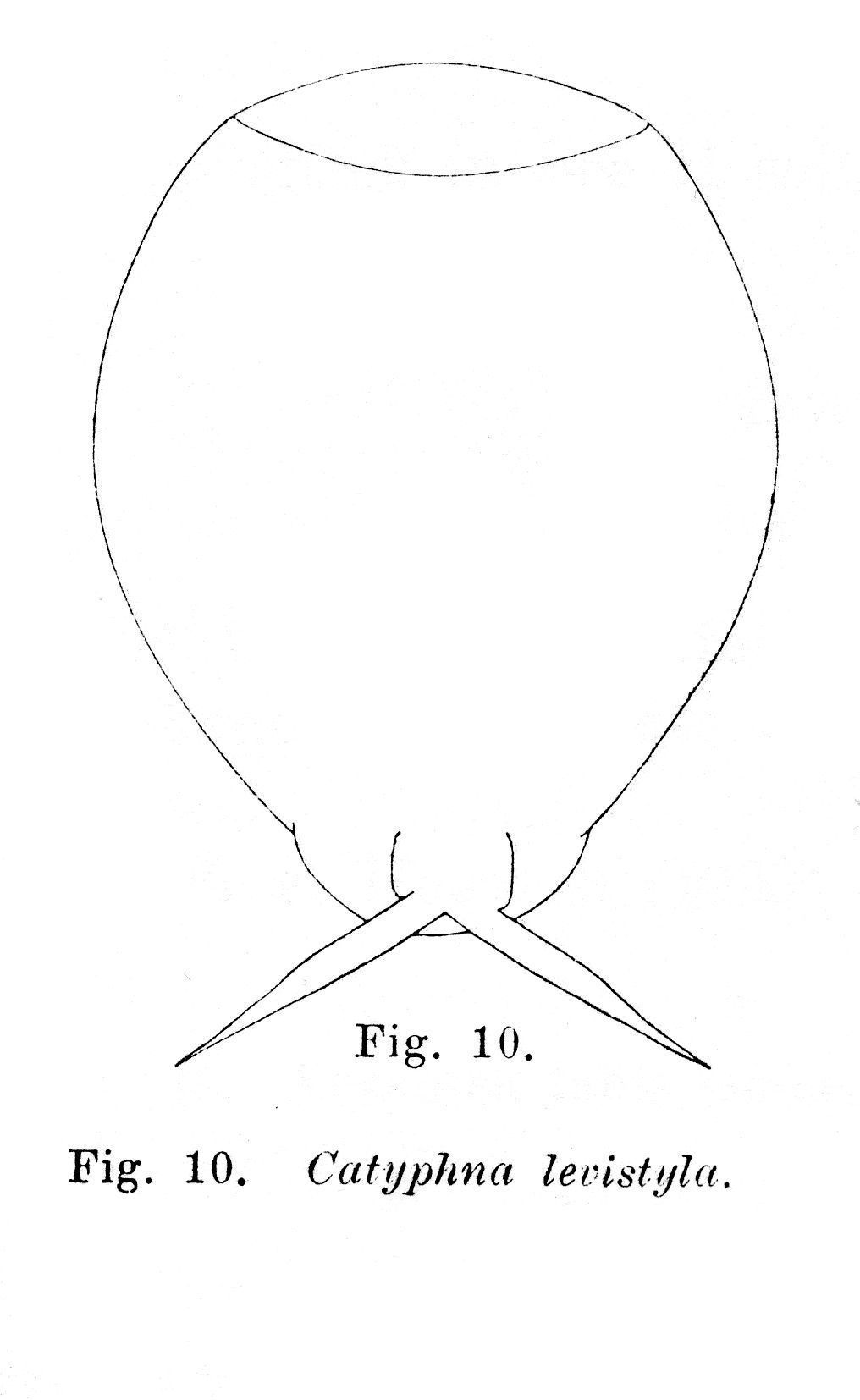 Image of <i>Lecane levistyla</i>