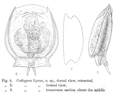 Image of <i>Lecane ligona</i>