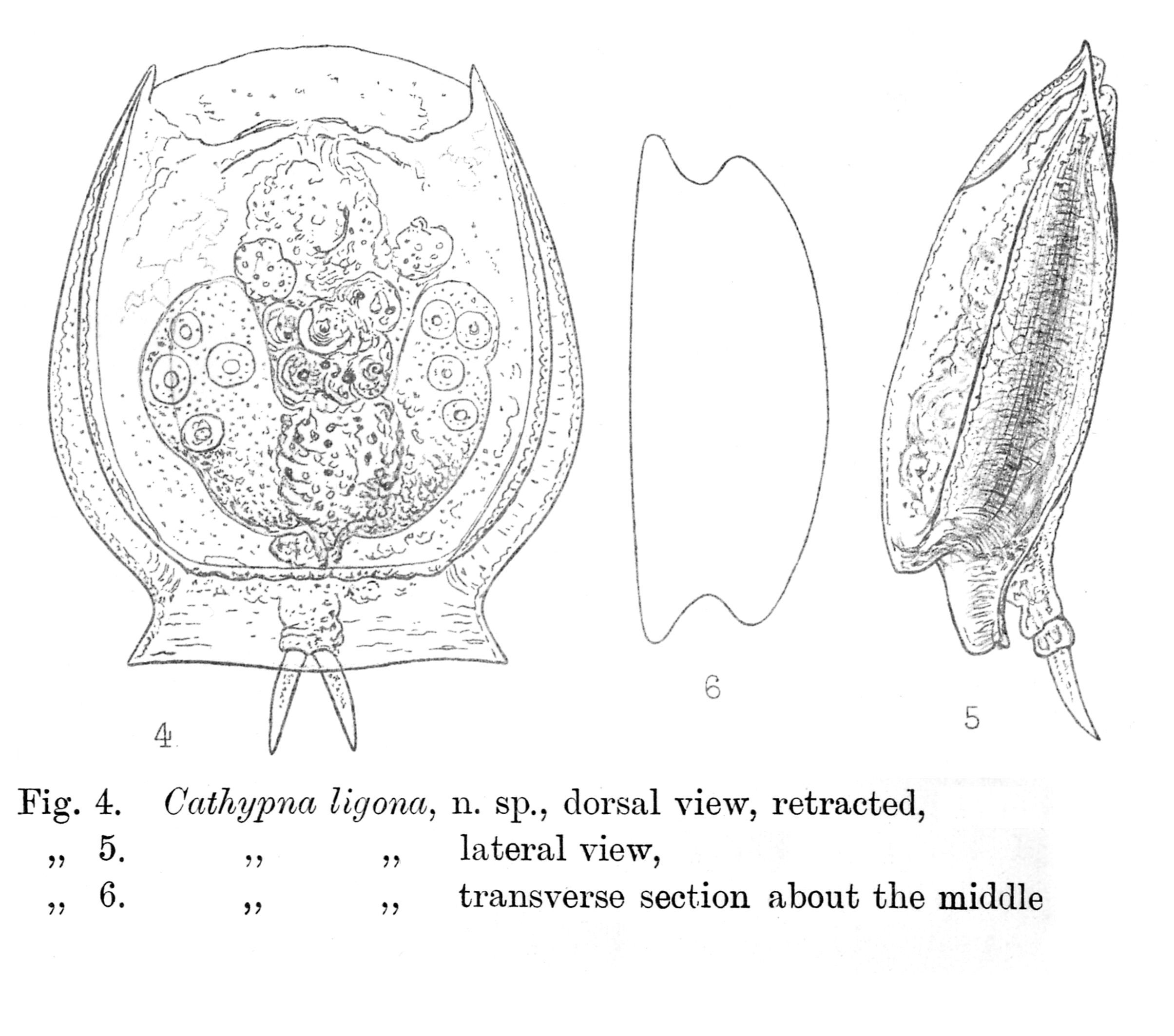 Image of <i>Lecane ligona</i>