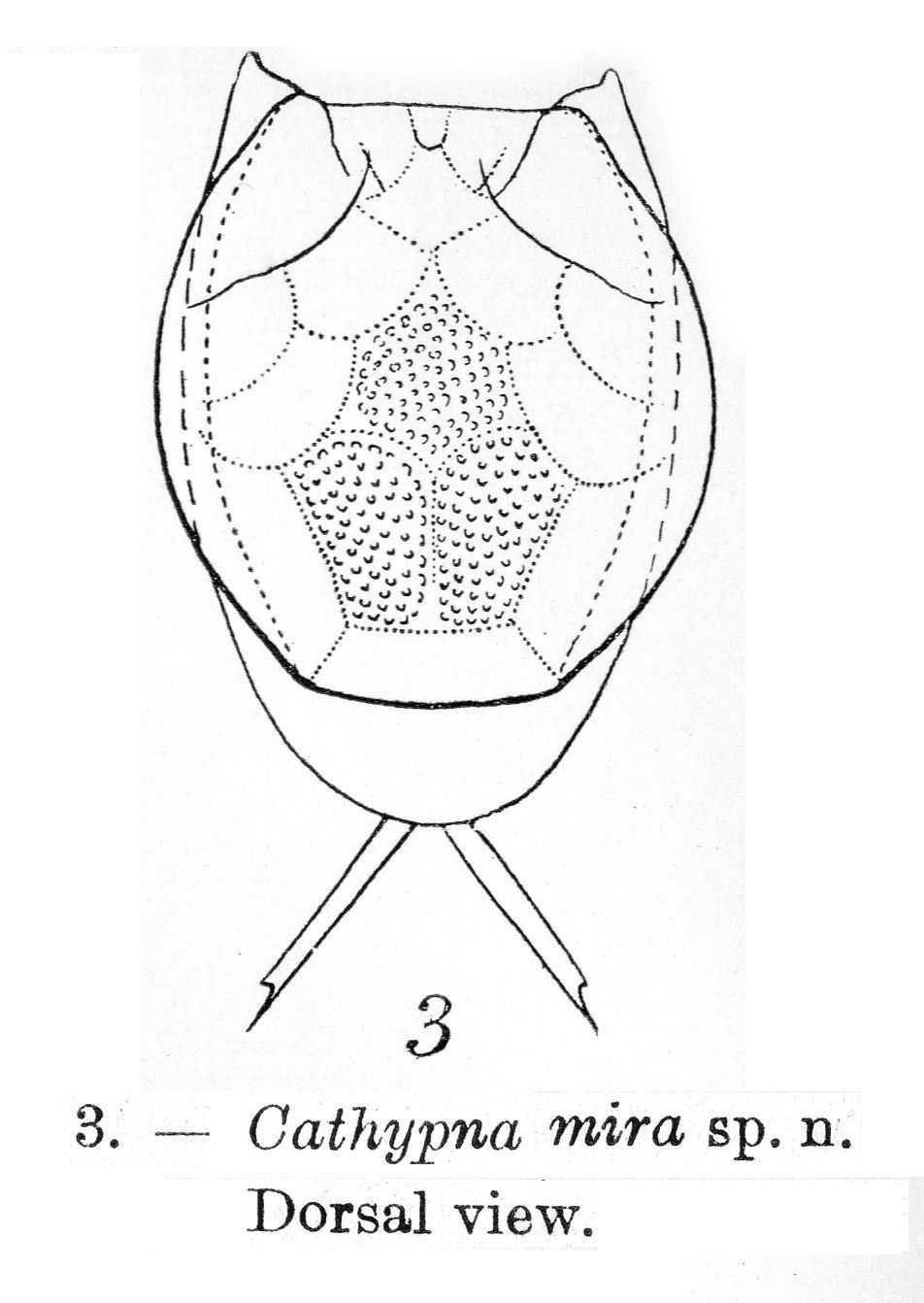 Image of <i>Lecane mira</i>