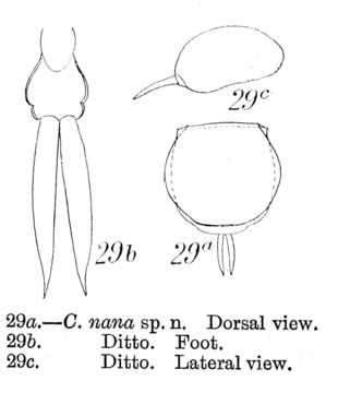 Image of Lecane nana (Murray 1913)