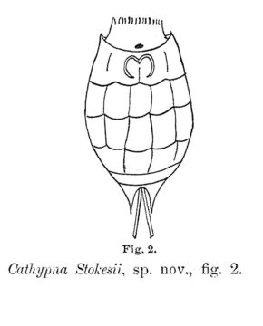 Слика од Lecane stokesii (Pell 1890)