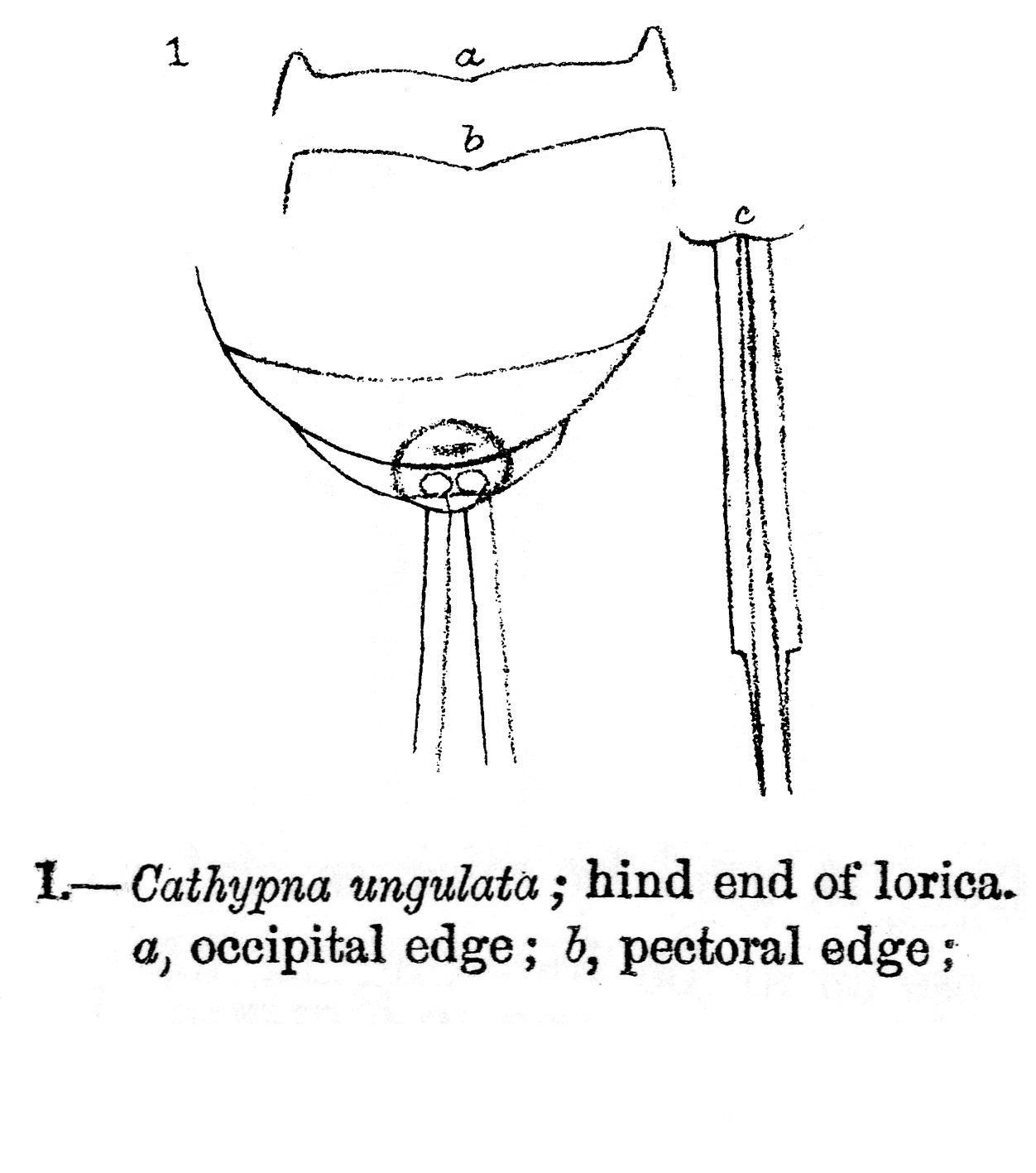 Слика од Lecane ungulata (Gosse 1887)