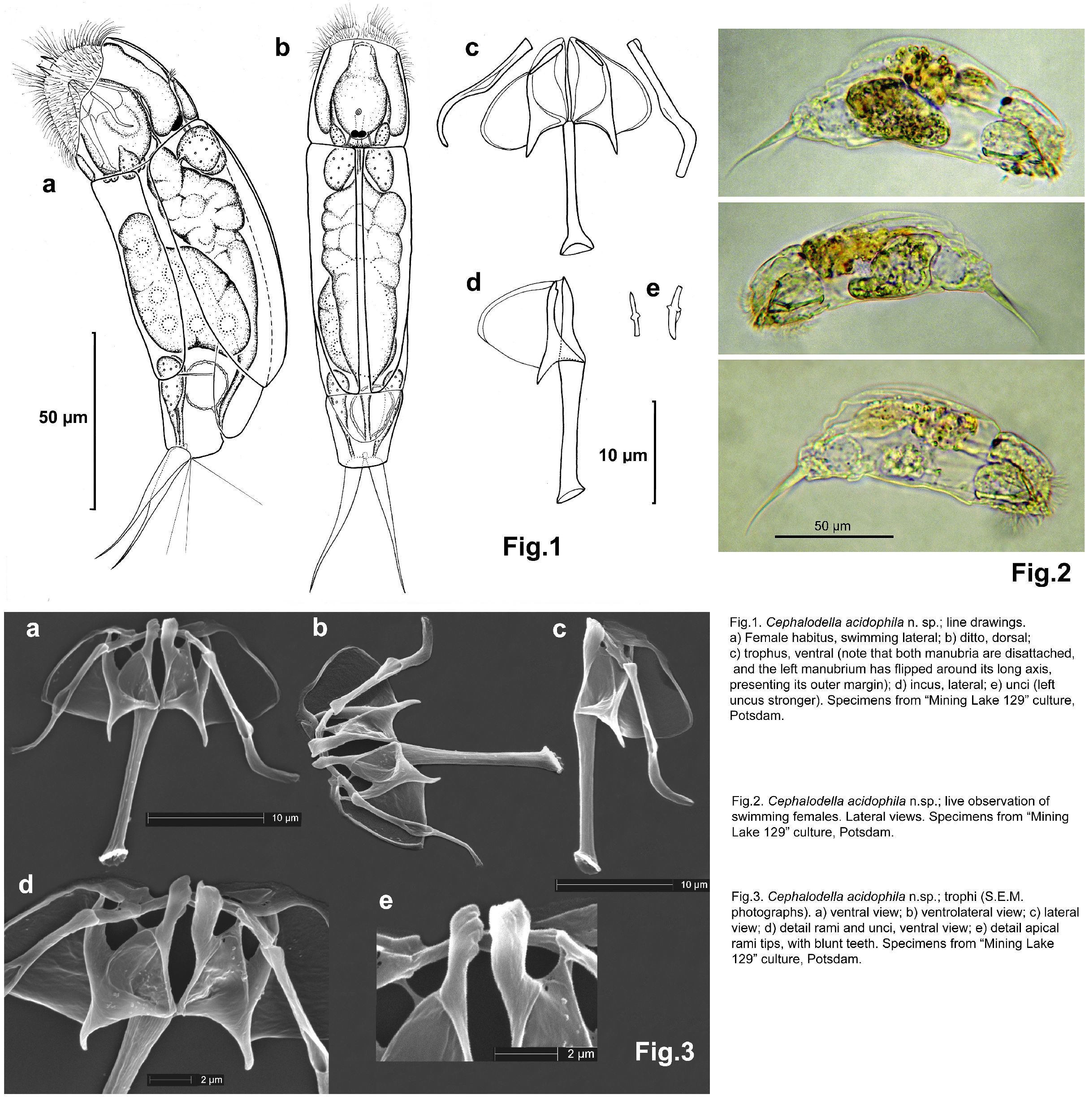 Image of <i>Cephalodella acidophila</i>