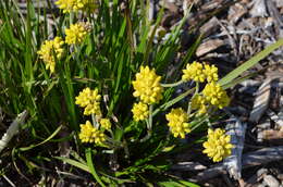 Image of Conostylis candicans Endl.