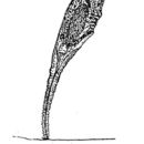 Image of Ptygura furcillata (Kellicott 1889)