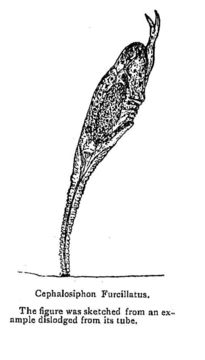 Image of Ptygura furcillata (Kellicott 1889)