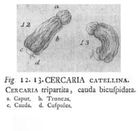 Imagem de Cephalodella catellina (Müller 1786)