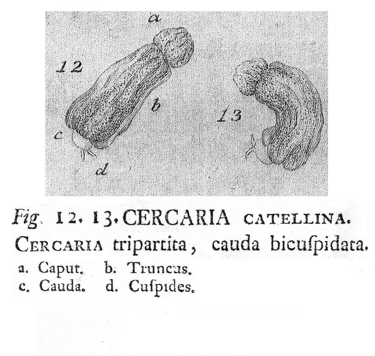 Imagem de Cephalodella catellina (Müller 1786)