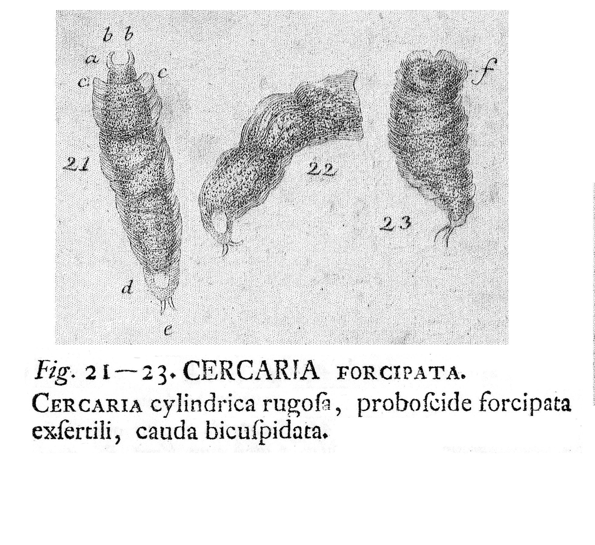 Image of <i>Dicranophorus forcipatus</i>