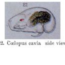 Image of Trichocerca cavia (Gosse 1886)