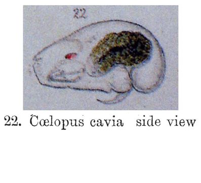 Imagem de Trichocerca cavia (Gosse 1886)